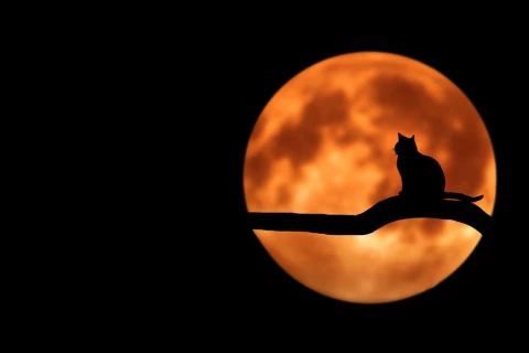 5 polskich płyt na Halloween