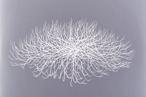 "Fig Tree" Przemysława Strączka na winylu